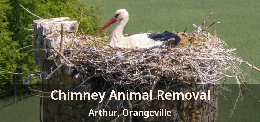 Chimney Animal Removal Arthur, Orangeville - ON