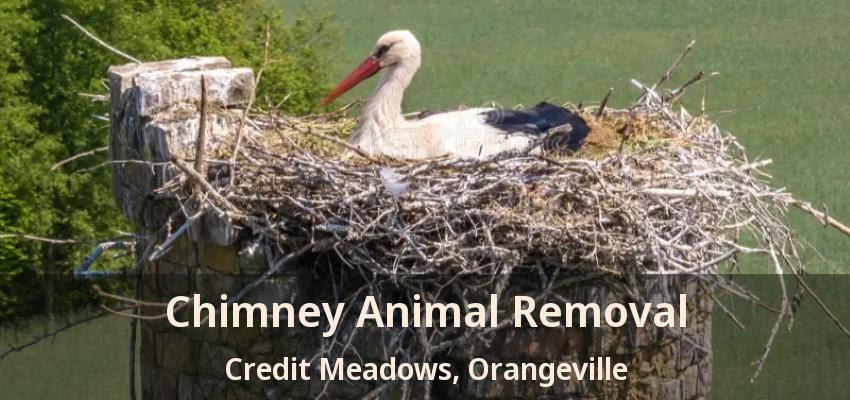Chimney Animal Removal Credit Meadows, Orangeville - ON
