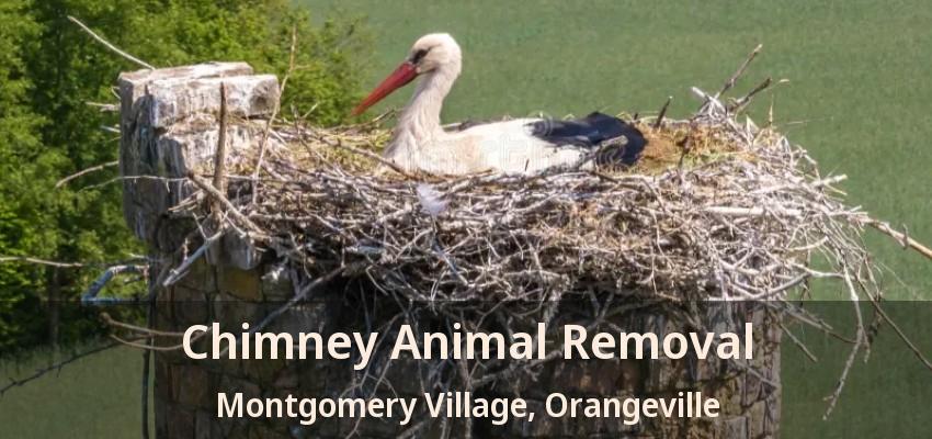 Chimney Animal Removal Montgomery Village, Orangeville - ON
