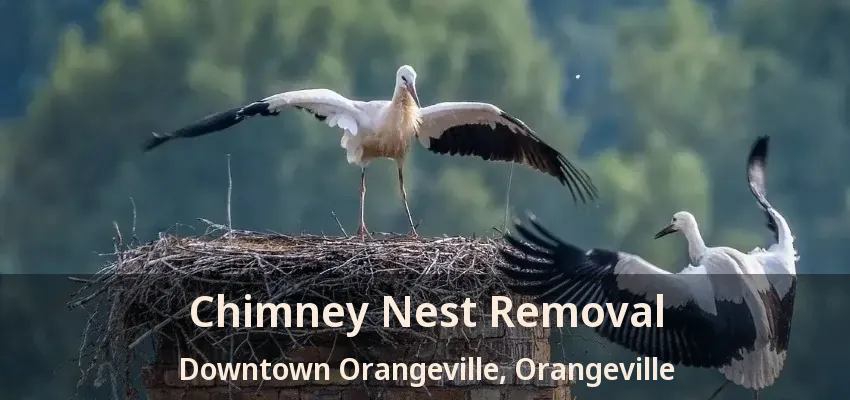 Chimney Nest Removal Downtown Orangeville, Orangeville - ON