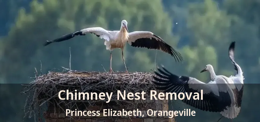 Chimney Nest Removal Princess Elizabeth, Orangeville - ON