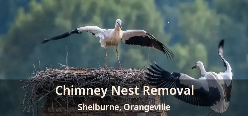 Chimney Nest Removal Shelburne, Orangeville - ON