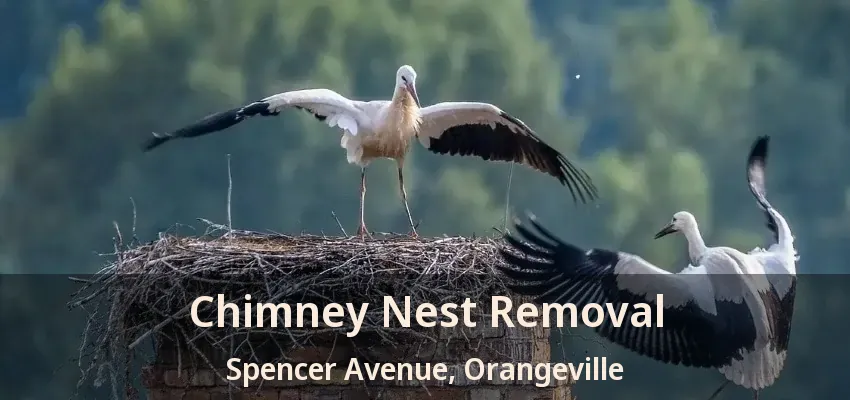 Chimney Nest Removal Spencer Avenue, Orangeville - ON