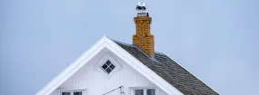 Chimney Nest Removal Montgomery Village, Orangeville